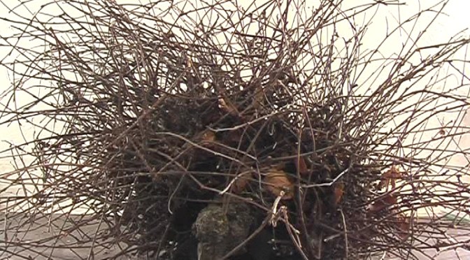 Working with a Witches’ Broom