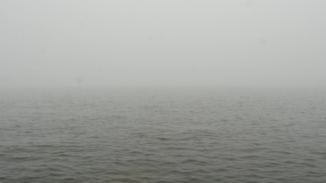 Harakasta-sumussa_tahra-1000576