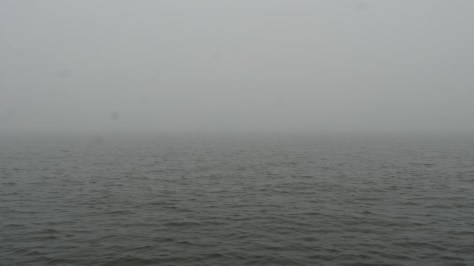 Harakasta-sumussa_tahra-1000584