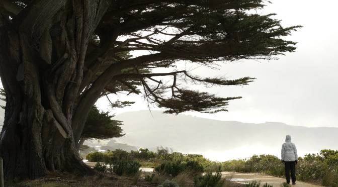 “Trees in Victoria” på Stora Räntan