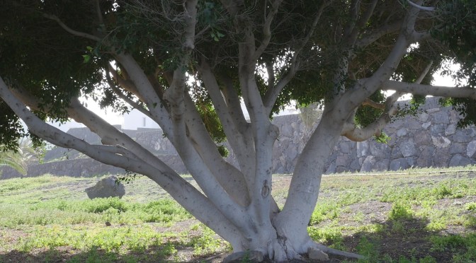 With a Ficus Tree to End the Year