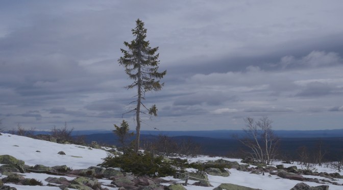 En dag med (ett av) världens äldsta träd