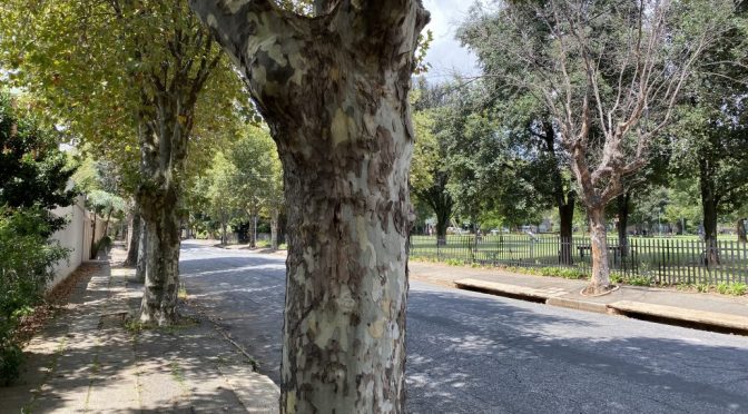 Platanerna i Parkview