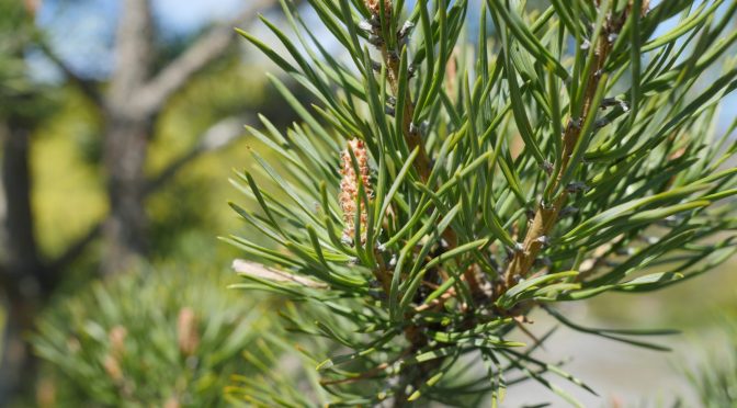 Tillbaka till Tallen i Brunnsparken