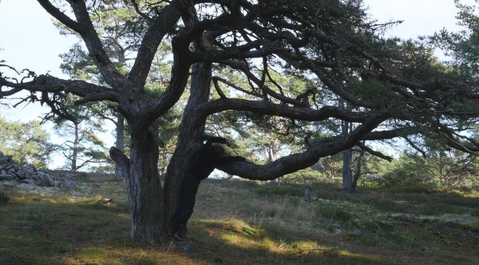 Örön mäntyjen kanssa