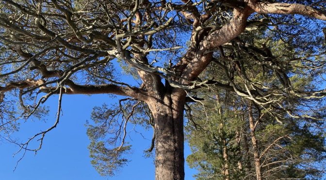 Tarri pines in Hailuoto